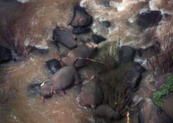 Seis elefantes fallecen al caer en una cascada del parque nacional Khao Yai, de Tailandia