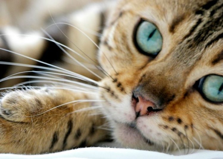 ¡Encuentra al minino! Nuevo reto viral por el ‘Día del Gato’ en Estados Unidos