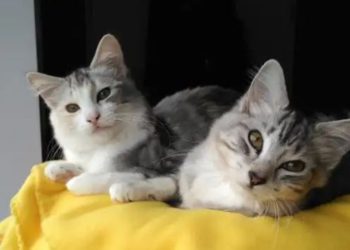 En Italia un par de gatos salvaron a sus dueños de morir soterrados