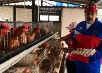 Nicolás Maduro propuso transformar las escuelas en criaderos de gallinas