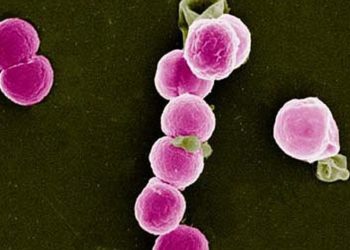 Advierten por la nueva cepa que causa la Gonorrea que es imposible de curar