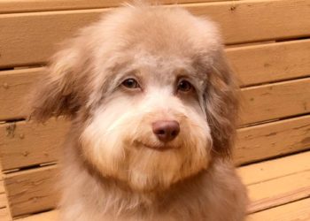 Nori, el perro que posee un rostro ‘humano’