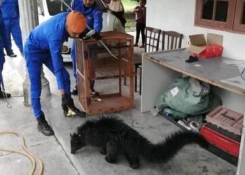 (VIDEO) Capturan en poblado de Malasia a un animal mitad oso y gato