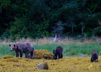 Se disparan las alarmas por imágenes de una familia de osos demacrados por escasez de comida