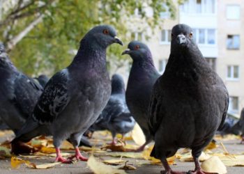 (VIDEO) En Ciudad de México se roban hasta las palomas