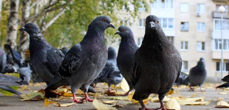 (VIDEO) En Ciudad de México se roban hasta las palomas