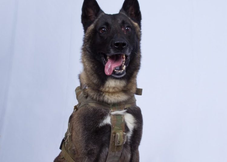 Donald Trump “desclasificó” la imagen del perro que participó en la operación contra líder de ISIS