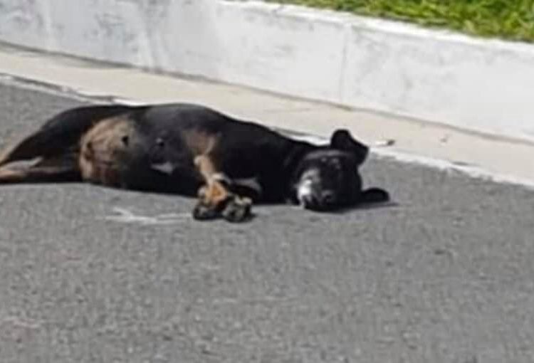 Alcaldía de San Martín multa con $1,200 a hombre que mataba perros callejeros