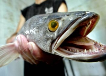 El peligroso pez cabeza serpiente pone en alerta a EE.UU., piden matarlo si encuentran alguno