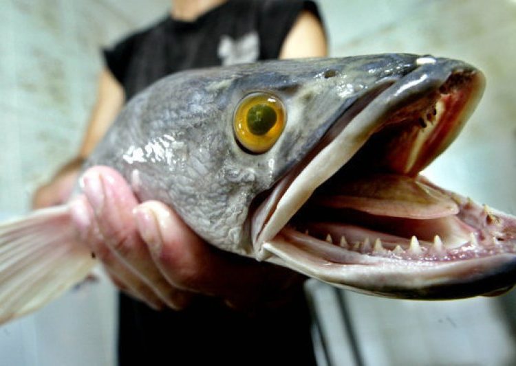 El peligroso pez cabeza serpiente pone en alerta a EE.UU., piden matarlo si encuentran alguno