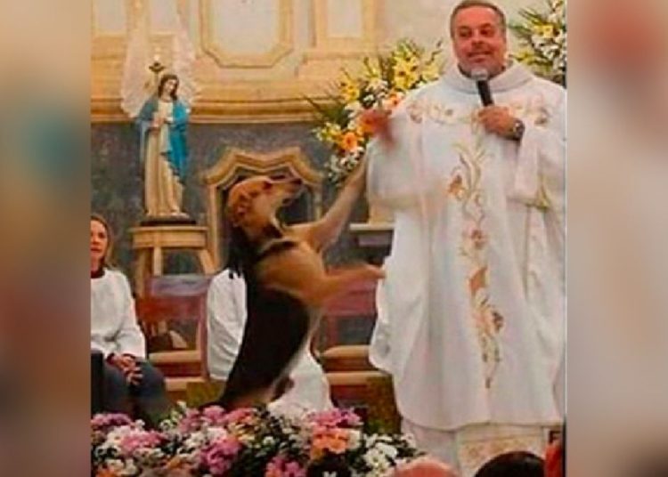 Sacerdote brasileño rescata a perros callejeros y los da en adopción durante misas
