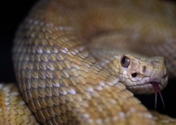 (VIDEO) Un hombre muestra su lengua a serpiente y termina herido