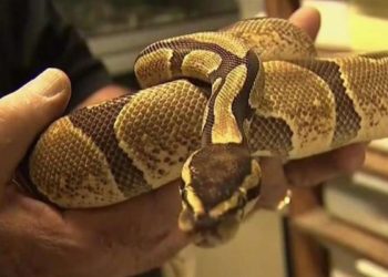 Roban una bolsa del interior de un vehículo sin saber que estaba llena de serpientes pitón