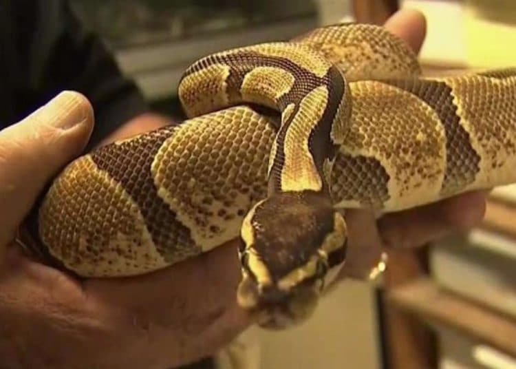 Roban una bolsa del interior de un vehículo sin saber que estaba llena de serpientes pitón