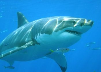 Científicos capturan tiburón blanco con la cabeza entera mordida por otro animal mucho más grande