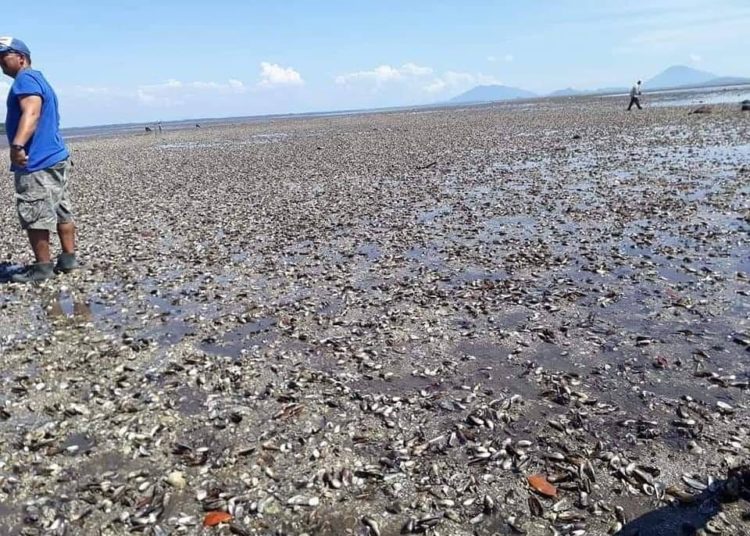 Investigan muerte masiva de moluscos en playas de La Unión