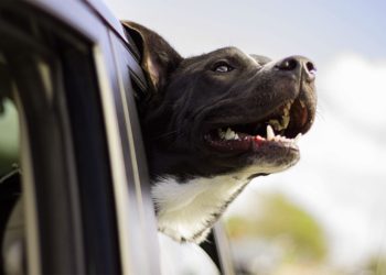 (VIDEO) Un perro al volante da vueltas durante una hora en un auto sin conductor en Florida