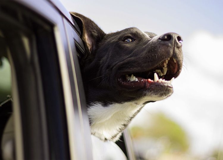 (VIDEO) Un perro al volante da vueltas durante una hora en un auto sin conductor en Florida