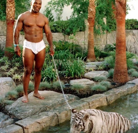 Mike Tyson vendió tigre de Bengala que tenía de mascota luego que arrancara el brazo a alguien