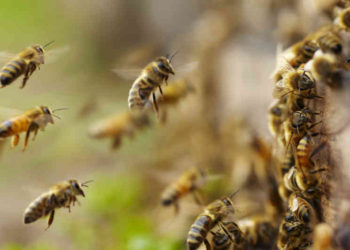 Científicos declararon a las abejas como el ser vivo más importante del planeta