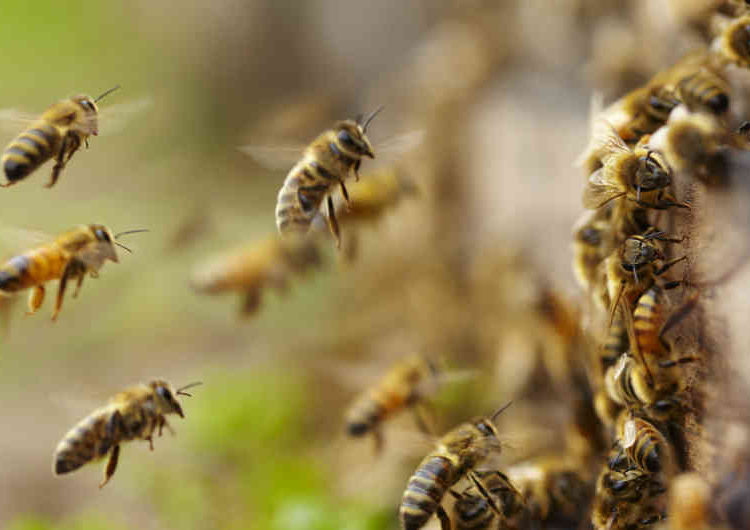 Científicos declararon a las abejas como el ser vivo más importante del planeta
