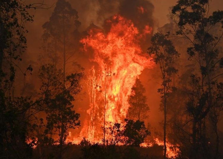 Hombre es acusado de provocar incendio por cuidar cultivos de marihuana en Australia