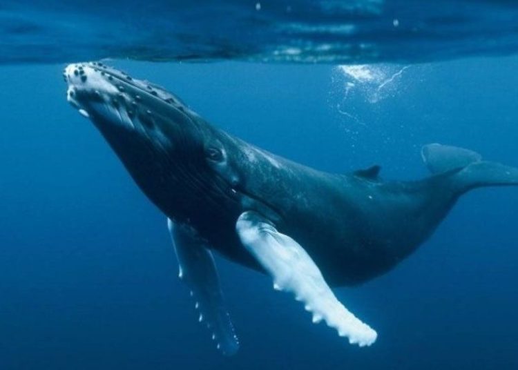 (VIDEO) Una ballena azul sorprende a un grupo de surfistas
