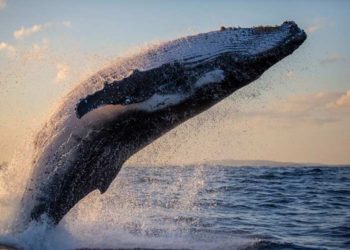 (VIDEO) Tocaron música en el mar y la increíble reacción de inmensas ballenas
