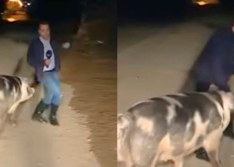 (VIDEO) Un cerdo interrumpe la transmisión en vivo de un reportero