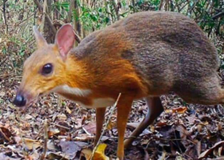 Reaparece especie considerada extinta desde hace 30 años en Vietnam