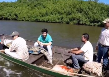 (VIDEO) Rescatan cocodrilo que estuvo en cautiverio en colonia Satélite