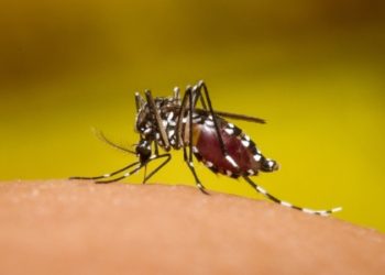 Europa en alerta por el primer caso de dengue por transmisión sexual