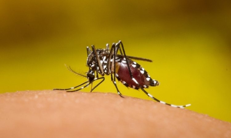 Europa en alerta por el primer caso de dengue por transmisión sexual