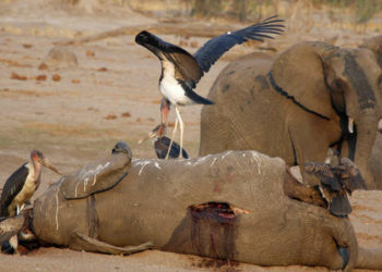 Al menos 200 elefantes han muerto de hambre en Zimbabue