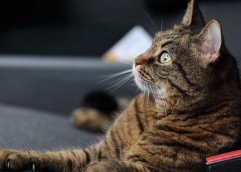 (VIDEO) Gatos hacen de su hogar el automóvil de un joven en EE.UU.