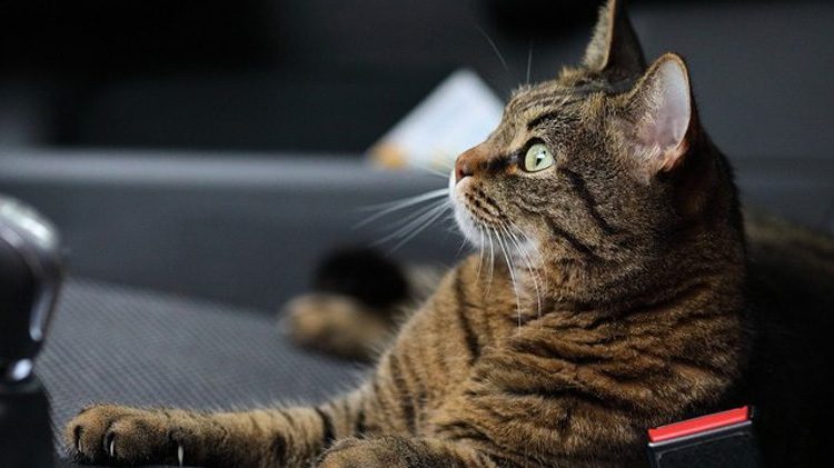(VIDEO) Gatos hacen de su hogar el automóvil de un joven en EE.UU.