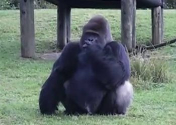 (VIDEO) Gorila se comunica con el lenguaje de señas para decir que no tiene hambre