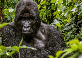 Dos gorilas posan para una selfie