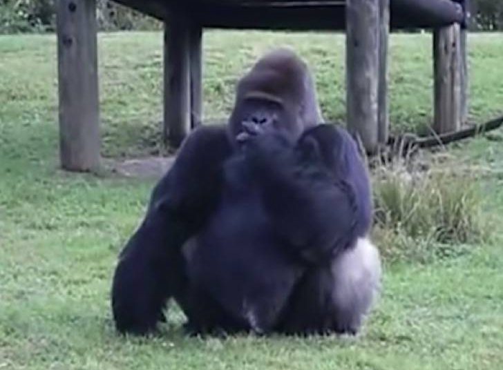 (VIDEO) Gorila se comunica con el lenguaje de señas para decir que no tiene hambre