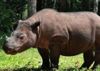 Murió la última rinoceronte de Sumatra en Malasia, y hace oficial la extinción de la especie
