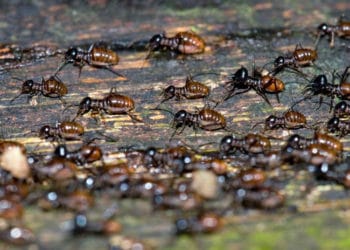 Científicos estiman que habría iniciado el «apocalipsis de los insectos»