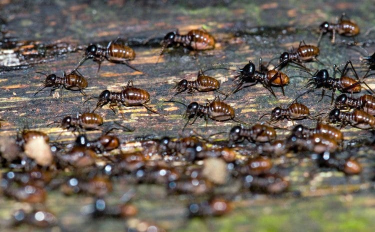 Científicos estiman que habría iniciado el «apocalipsis de los insectos»