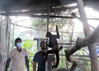Rescatan a mono araña que estaba cautivo en un restaurante de Santa Ana