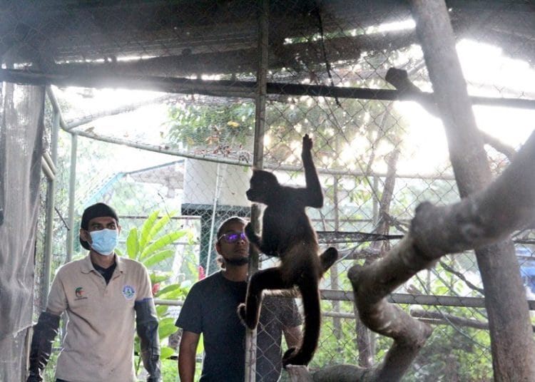 Rescatan a mono araña que estaba cautivo en un restaurante de Santa Ana