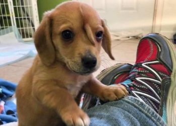 (VIDEO) Un cachorro sorprende al tener una cola extra en su cabeza