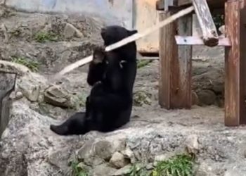 (VIDEO) Un oso «samurai» sorprende a los visitantes de un zoológico en Japón