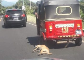 Investigarán posible maltrato a un perro que habría sido lanzado con vida desde una mototaxi