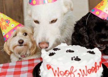 Científicos desarrollaron una fórmula para calcular con exactitud la edad humana de un perro