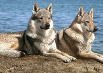 Un perro con mucho temperamento y gran inteligencia que no es apto para principiantes