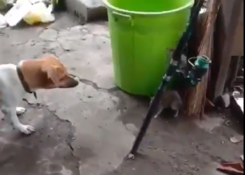 (VIDEO) Perro y rata gigante protagonizan pelea